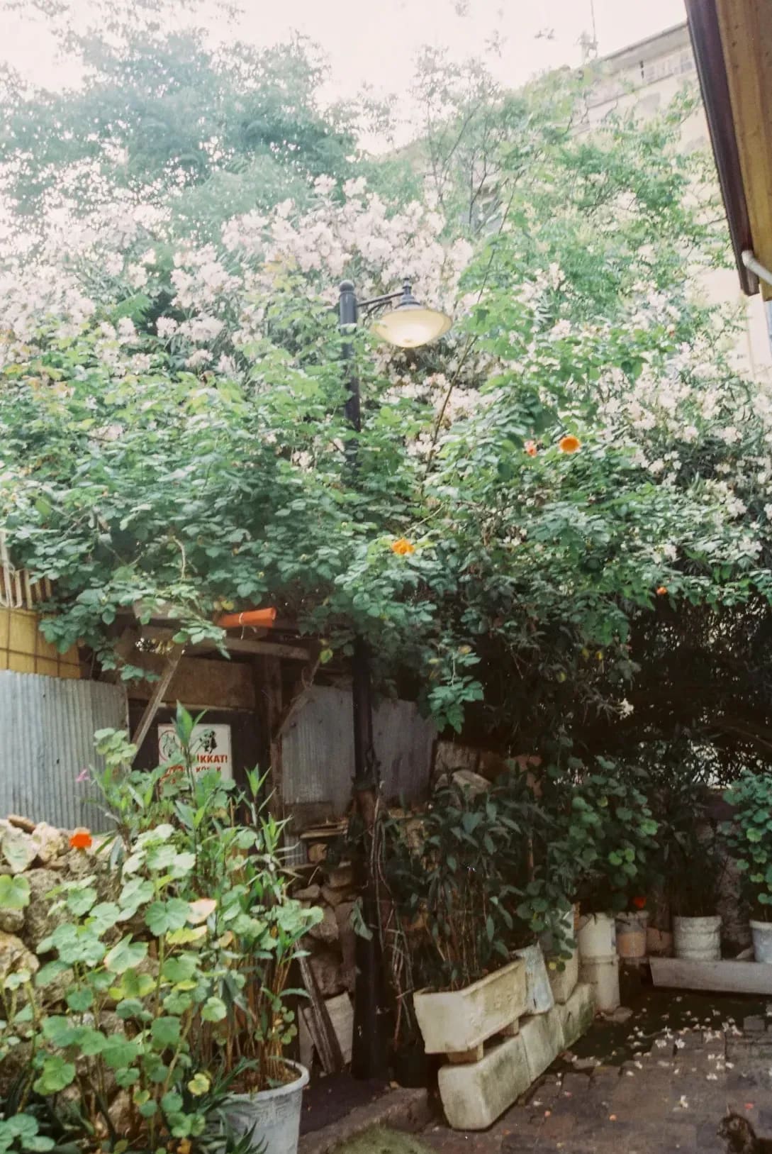 Jardines Esenciales 10