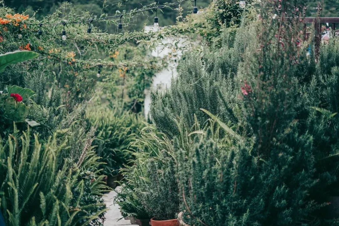 Jardines Esenciales 11