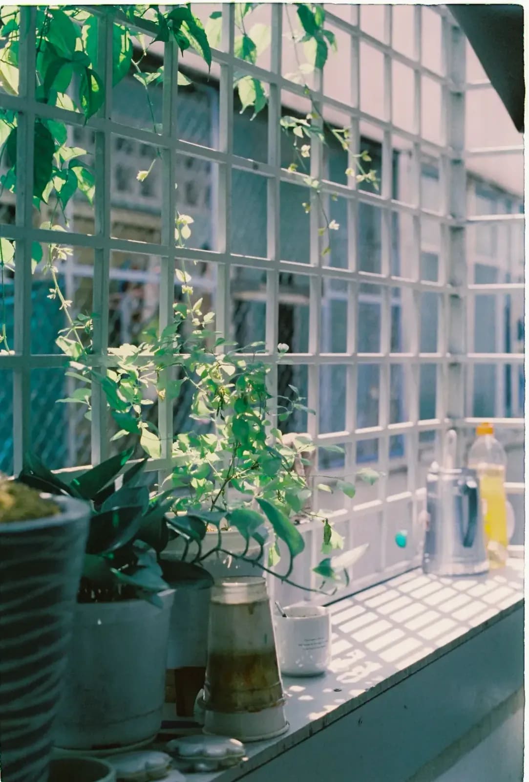 Jardines Esenciales 2