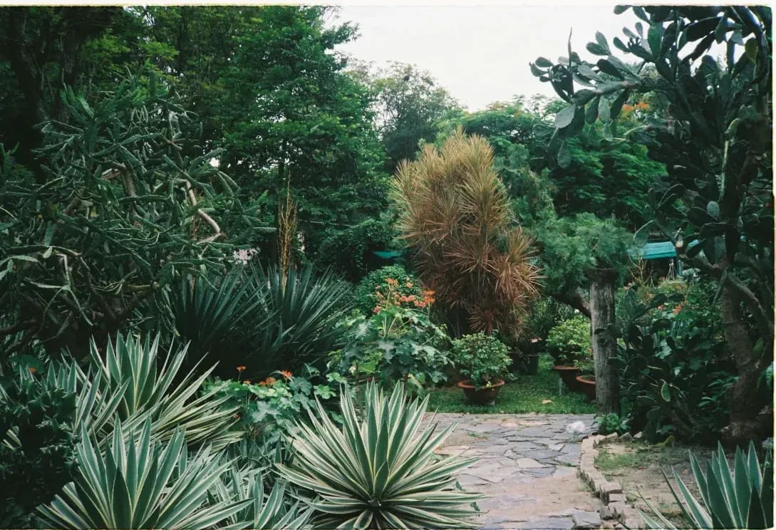 Jardines Esenciales 6