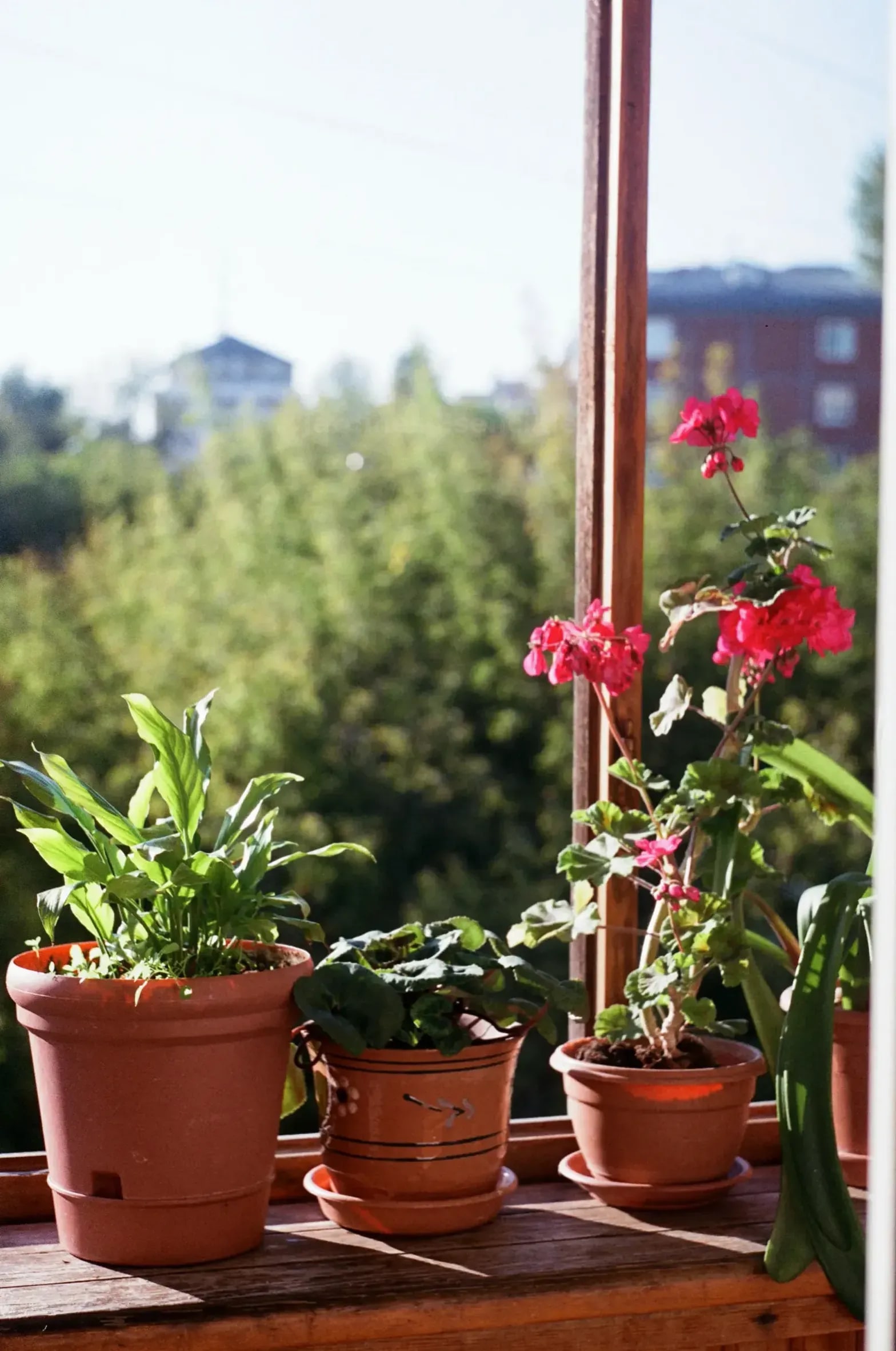Jardines Esenciales